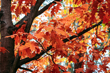 beautiful trees that turn red in autumn. red oak quercus rubra tree with red leaves in park, forest.