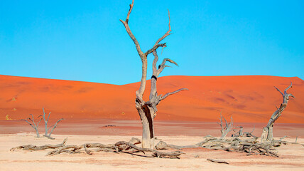 Wall Mural - Dead trees in Dead Vlei - Sossusvlei, Namib desert, Namibia