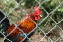 Close-up Shot Of A Rooster Behind A Fence
