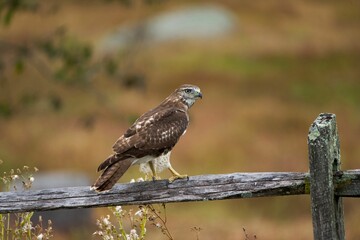 Canvas Print - Closeup shot of a red-tailed hawk on a wooden gate