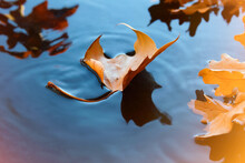Sycamore Leaf In Water Pool. Autumn Leaves In Water With Ripple. Abstract Fall Backdrop, Wallpaper Blue, Ed And Orange. Toned Seasonal Wallpaper Background.