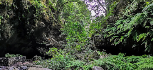 Wall Mural - Los Tilos Forest on the island of La Palma, a place of indescribable beauty