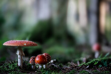 Group Of Red Toadstools, Poisonous Mushroom In The Forest, Amanita Muscaria