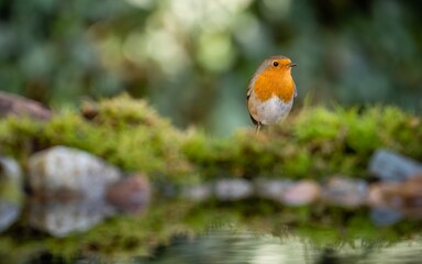 Canvas Print - Shallow focus shot of a small robin standing on the moss near the pond