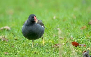 Canvas Print - Black common waterhen standing on the green grass