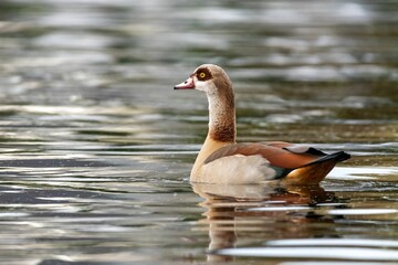 Canvas Print - Closeup shot of an Egyptian goose waterfowl swimming in the water