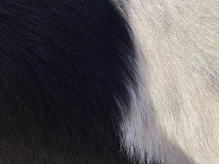 black and white goat fur pattern