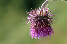 Purple Musk Thistle Flower In Close Up