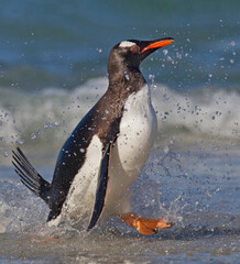 Wall Mural - penguin on the beach