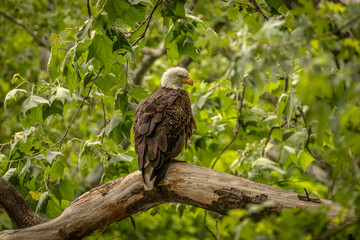 bald eagle perched on a tree branch