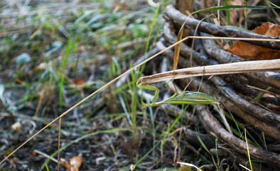 a thick green mantis sits on a branch