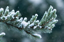 Winter Fir Pine Bough Detail, With Snow And Frost, Dramatic Natural Light, Stunning Background Nature Photo With Short Depth Of Field.