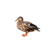 Mallard Female Duck Isolated Cutout