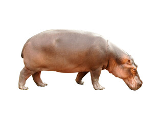 Wall Mural - hippopotamus isolated