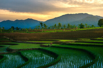 Wall Mural - Morning view in the rice field area with farmers working