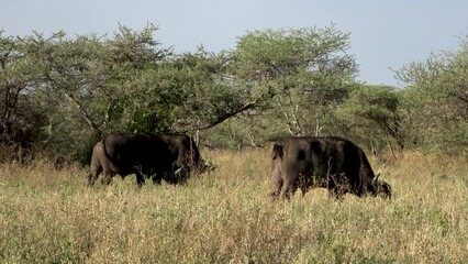 Wall Mural - Water buffalos grazing in the grasslands of the Serengeti, Tanzania