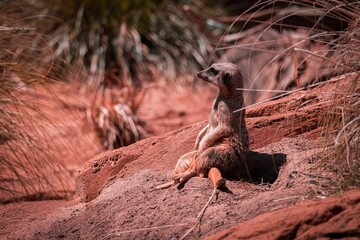 Sticker - Closeup of an adorable funny meerkat sitting on the rock