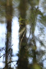 Wall Mural - Vertical selective focus of a spider on a web between tree branches  in the forest