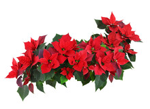 Christmas Poinsettia Red Flowers In A Floral Wave Isolated On White
