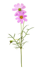 Wall Mural - purple cosmos flowers isolated