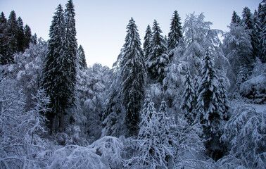 Wall Mural - the white of the snow covers the pines on the mountains