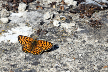 Sticker - Knapweed fritillary // Flockenblumen-Scheckenfalter (Melitaea phoebe) - Prespa National Park, Greece