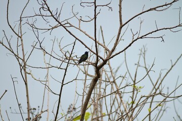 Sticker - Adorable hummingbird perching on a tree branch under the gloomy sky