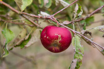 Ripe apple on a branch of an apple tree