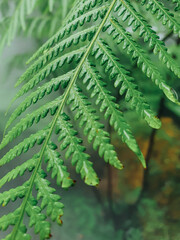 Wall Mural - Green fern tree growing in summer. Fern with green leaves on natural background. Natural floral fern background . Summer green texture hundreds of ferns.	