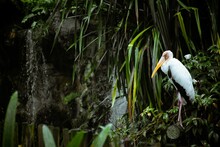 Milky Stork Perched On The Cutten Tree With Tropical Plants Around