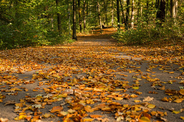 Wall Mural - Autumn leaves on asphalt ground