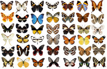Big Collection Of Colorful Butterflies, Moths Isolated On Transparent Background