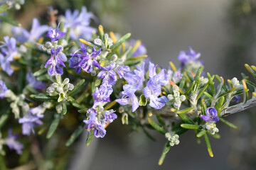 Creeping Rosemary