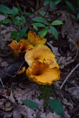 Poster - mushroom in the forest