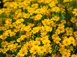 Wall Mural - The Pretty Tagetes tenuifolia blooming in the park are a variety of wild marigolds from the daisy family.