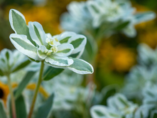 Wall Mural - Close-up of a white flower of Euphorbia marginata against the backdrop of nature. Close-up.