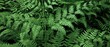 © Татьяна - green fern background