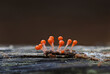 Tiny wild forest mushrooms close up macro photography
