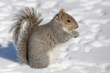 Wall Mural - Grey Squirrel in snow