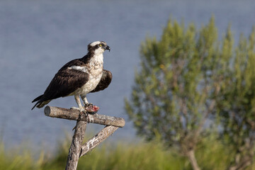 Wall Mural - Osprey on post