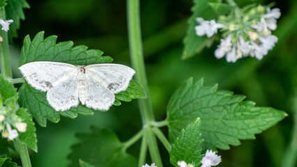 Wall Mural - Close-up of a tiny white moth resting on the leaf of a catnip plant that is growing in a garden on a warm day in July with a blurred background.