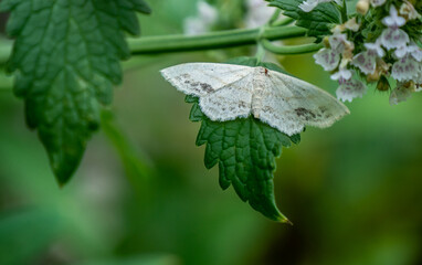 Wall Mural - Close-up of a tiny white moth resting on the leaf of a catnip plant that is growing in a garden on a warm day in July with a blurred background.