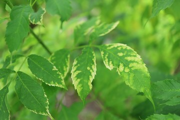 Poster - mint leaves in the garden