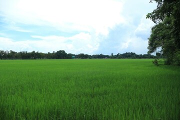 Wall Mural - green field and blue sky