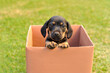 cachorro lindo fofo em caixa 