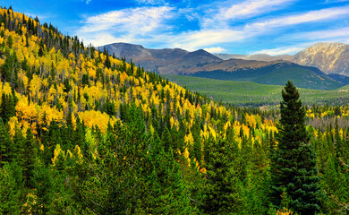 Wall Mural - golden aspens intermingled with pine trees in rocky mountain national park, colorado during the fall