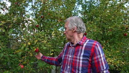 Wall Mural - Serious old man standing at the apple big apple tree. Farmer slowly picks up red ripe apples from branches.