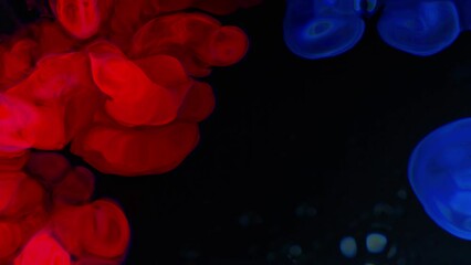 Canvas Print - abstract animation of watercolor between red and blue color are diffusing into water on the dark bac