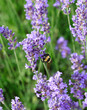 Bumblebee pollinator insect flying over fragrant lavender flowers
