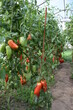 Dojrzewające pomidory czerwone i zielone